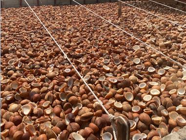 Coconut Oil Suppliers and Manufacturers, Sea Water International
